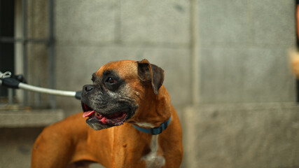 Boxer dog panting during urban walk on leash