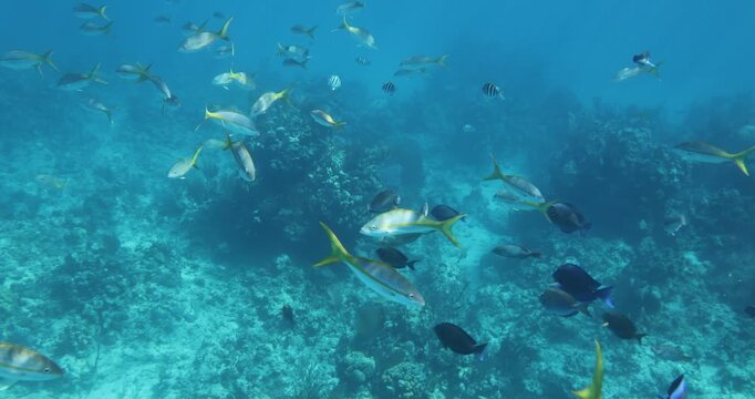 A recovering coral reef with schools of fish, as viewed by snorkeling in slow motion.  Atlantic Tang and Yellowtail Snappers are prevalent in the video.