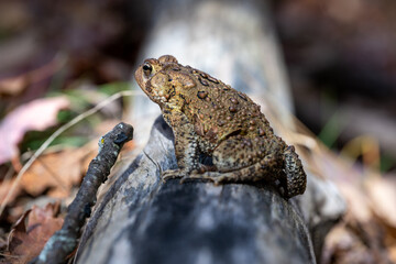 Toad resting on a log surrounded by fallen leaves in a serene forest setting during the daytime