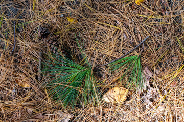 Variety of pine needles and fallen leaves cover the forest floor during autumn beneath a dense canopy of trees