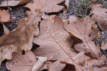 Oak leaves with water droplets on wet forest ground after rain