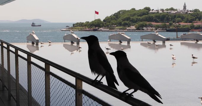 Two hooded crows perch in silhouette on a railing above the Bosphorus. Seagulls stand on the wet rooftop edge, and a Turkish flag flies on the shore. Watchful, territorial, city wildlife and identity.