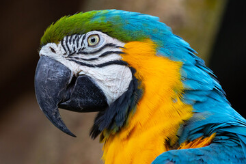 blue and gold macaw close up in profile