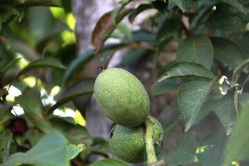 planta fruta noz - Juglans regia