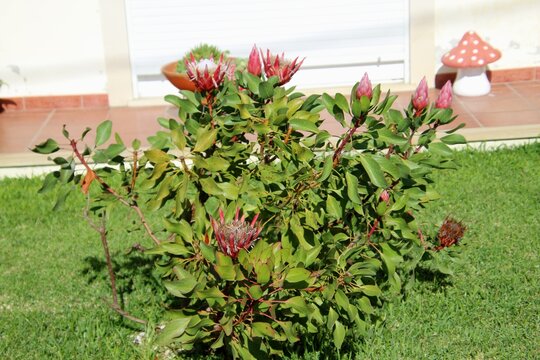 planta flor pr&oacute;tea - protea   