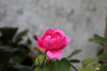 planta flor rosa – Rosa spp.  