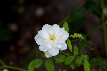 planta flor rosa – Rosa spp.  