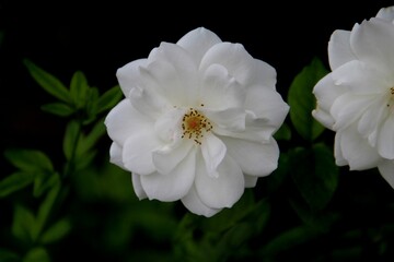 planta flor rosa – Rosa spp.  