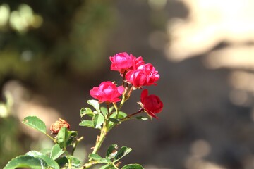 planta flor rosa – Rosa spp.  