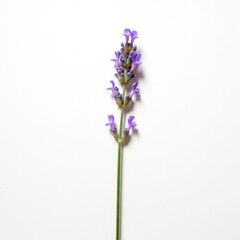 Fototapeta premium A single cluster of fresh, aromatic lavender flowers displayed against a pure white background, emphasizing natural beauty and vibrant purple hues ,copy space ,summer ,colorful