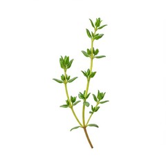 Obraz premium Freshly harvested sprig of fragrant green thyme isolated against a pure white background, ideal for culinary use or decoration ,spice ,leaves ,studio shot