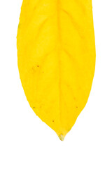 Naklejka premium A yellow leaf is shown on a white background