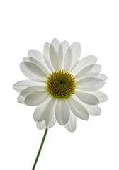 Naklejka premium A detailed macro shot of a delicate white floret showcasing soft petals and natural beauty on a clean white background, emphasizing purity and botany ,macro ,garden ,natural