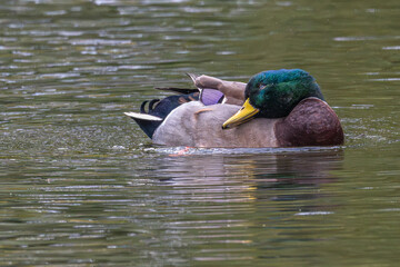 Male mallard duck smiling as preens its feathers.