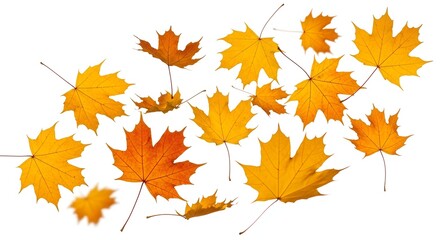 Obraz premium Autumn's Golden Embrace: Captured from above, vibrant maple leaves cascade, a collection of nature's art in warm autumn hues. 