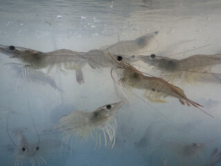 Shrimp is swimming, fresh shrimp