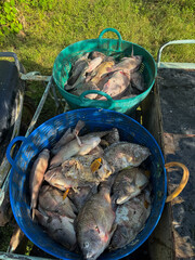 A large number of tilapia died.