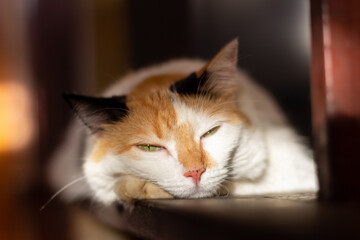 Close-up portrait of a red and white cat with green eyes