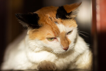 Close-up portrait of a red and white cat with green eyes