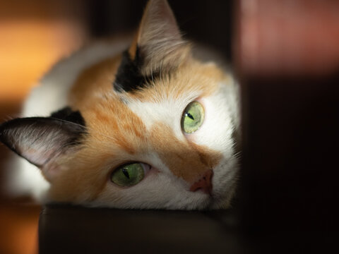 Close-up portrait of a red and white cat with green eyes - Powered by Adobe
