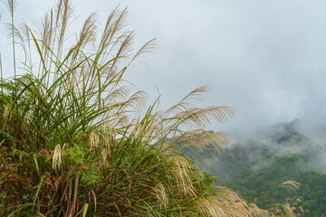 ススキと朝霧（ 飛騨一之宮） 2025年10月中旬撮影