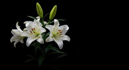 Obraz premium Elegant white lilies arranged in a beautiful bouquet against a dramatic black backdrop creating stunning contrast ,pure ,close up ,studio