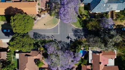 Colorful jacaranda trees bloom in a suburban neighborhood during springtime with residents walking through the street