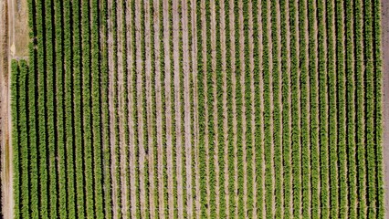 Rows of green crops growing in an expansive farm under bright sunlight during midday in a rural area