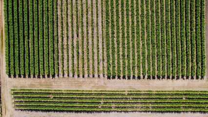Rows of lush green vegetation highlight a well-maintained vineyard in the countryside during midday sunshine