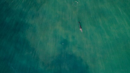 Dolphin swimming in clear blue waters near the coast during bright daylight