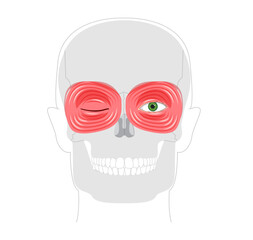 Orbicularis oculi palpebral orbital part - Eye muscle section gently closing eyelids during blinking, depicted in anatomy diagram, essential for medical study and eye protection education.