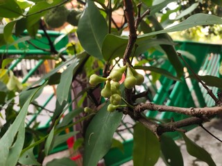 The unique shape of the flower buds of the rose apple tree, or Syzygium aqueum, which grow and hang from the tree.