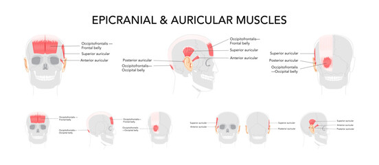 Set of Head side and front muscle chart, occipitofrontalis labeled, auricular muscles superior anterior posterior, anatomical illustration, science reference, educational diagram for cranial region