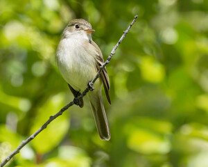 A Least Flycatcher catches the morning sun in Frontier Park, Cheyenne Wyoming.