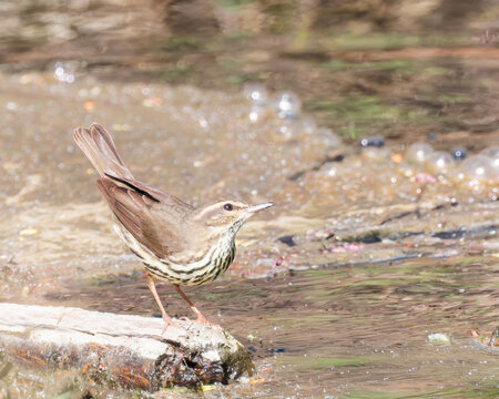 A Northern Waterthrush on a spring day along a Wyoming creek.