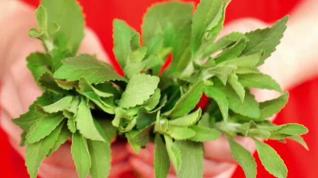 Fresh Stevia Leaves in hands on red background.Green Natural Sweetener.Stevia rebaudiana. 4k footage