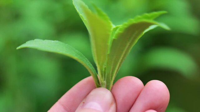 fresh Stevia rebaudiana in a womans hands. Natural sweet grass.Hand Holding Fresh Green Stevia Leaves.Alternative natural food without sugar.Sugar substitute. Natural dietary sweetener. 4k footage