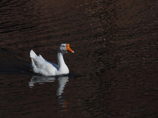 wild white Chinese goose (Anser cygnoides)