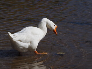 wild white Chinese goose (Anser cygnoides)