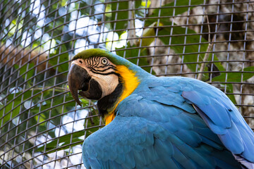A yellow macaw hanging on a railing