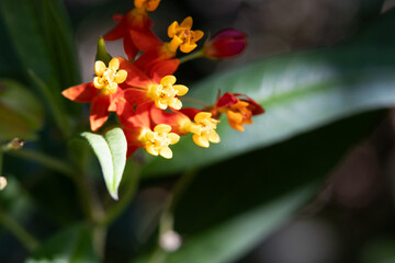 Small yellow flowers known as field cotton