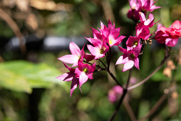 Small pink flowers known as bleeding heart