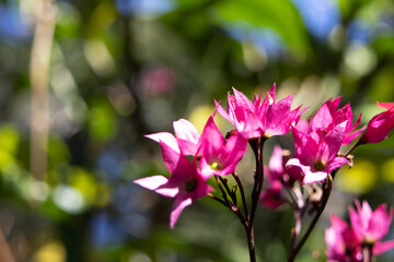 Small pink flowers known as bleeding heart on a blurred background