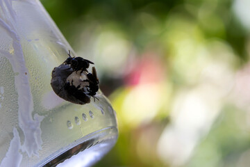 Three black bees in a bottle