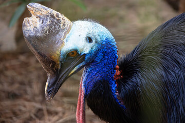 A cassowary in profile photographed up close
