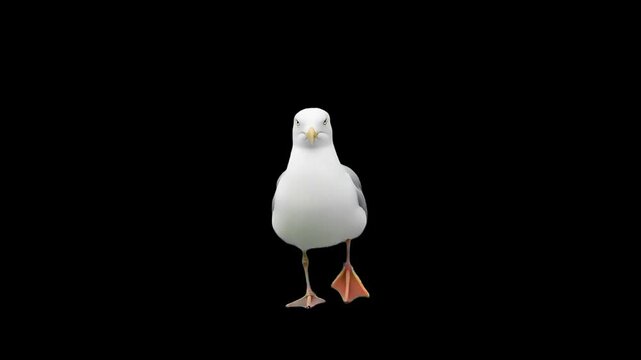 3d realistic Seagull walking loop animation in front view on black Screen, 4k high resolution, a Big seagull bird or Pacific albatross walk, with alpha channel clip, easy to change the background