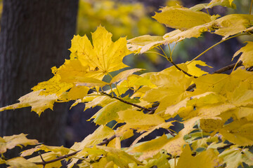 Vibrant yellow maple leaves in the foreground, sharply separated from the blurred dark tree trunk and soft autumn background by shallow depth of field.