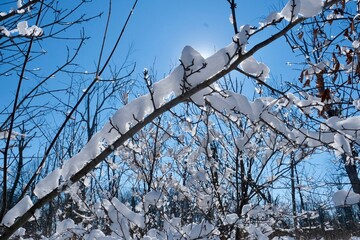 frozen branch in winter