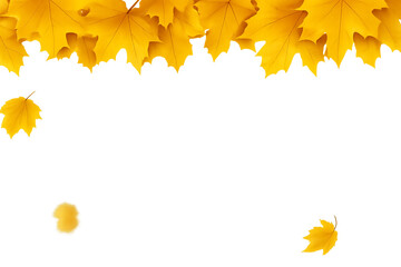 autumn maple leaves - Yellow Autumn Maple Leaves on White Background – Detailed Foliage with Falling Leaves and Top Border Arrangement Representing Seasonal Change and Natural Beauty