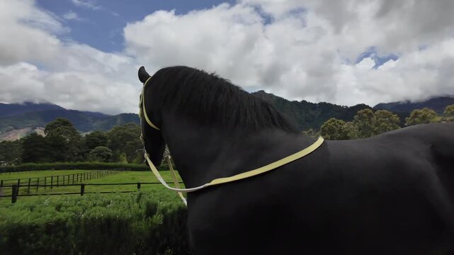 Panning around a black Percheron horse at a stud farm in Cerro Punta, Panama